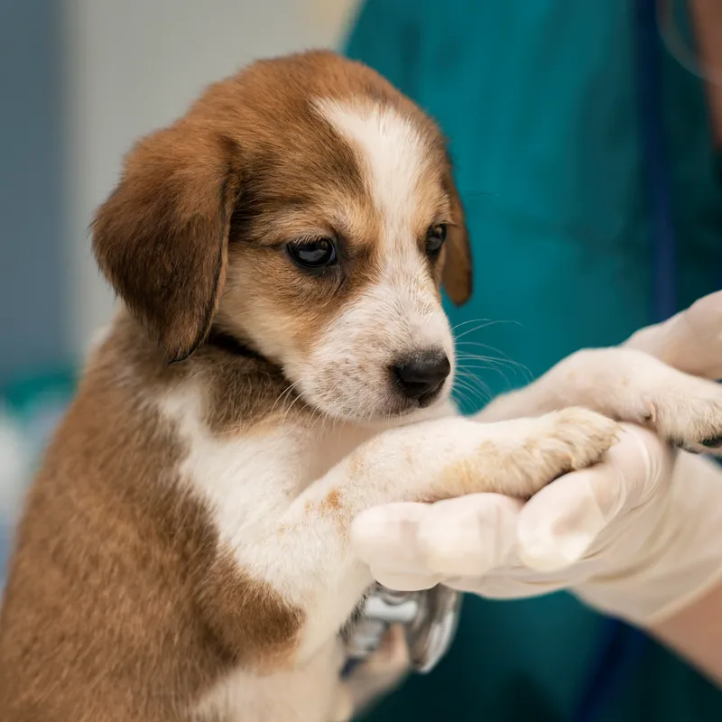 Imagem ilustrativa de Clínica veterinária com dermatologia