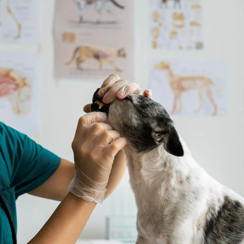 Consulta para pet em Macapá