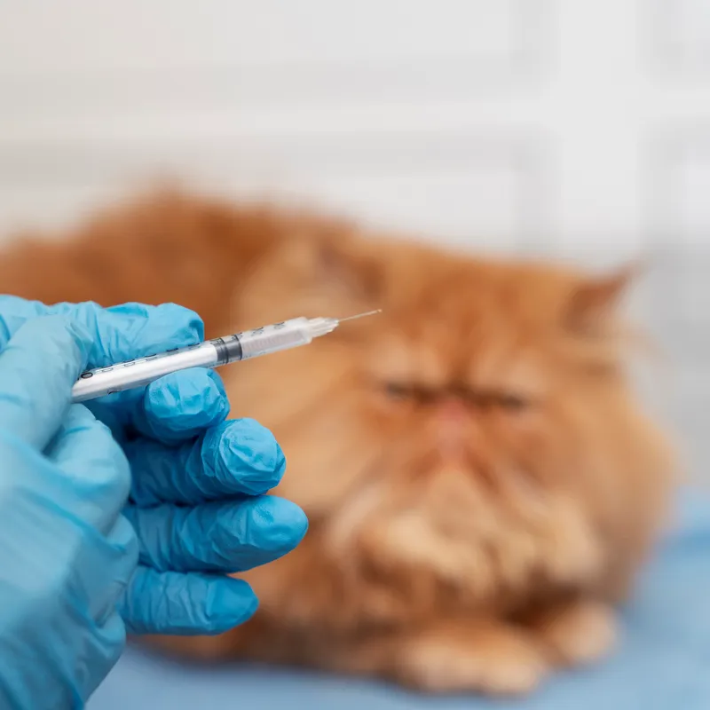 Imagem ilustrativa de Consulta veterinária para vacinação