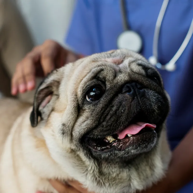 Imagem ilustrativa de Pronto atendimento veterinário