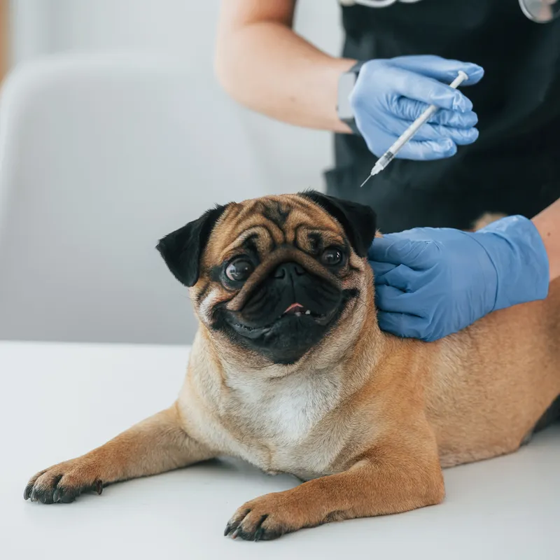 Vacina de verme para cachorro