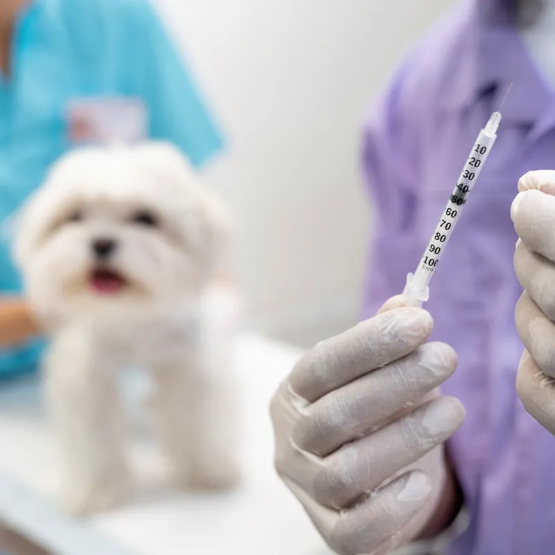 Vacinas para cachorro em Macapá